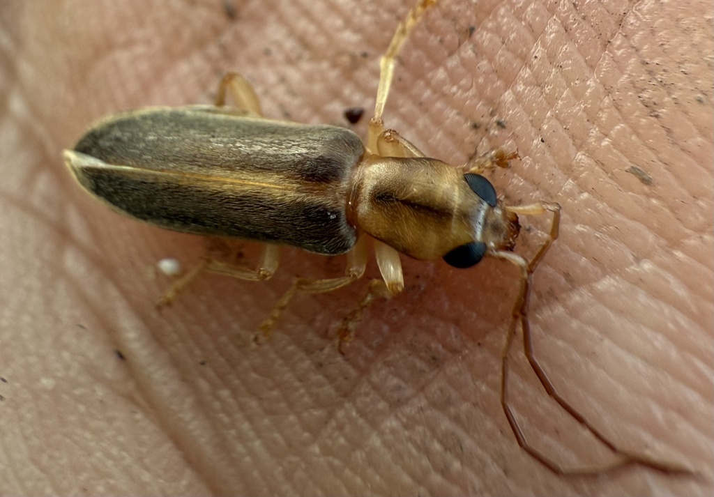 Parasessinia