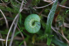 Mamestra brassicae