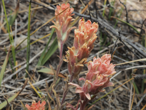 Salmon Creek paintbrush (Castilleja praeterita)