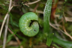 Mamestra brassicae