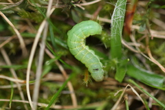 Mamestra brassicae