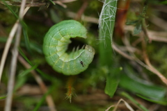 Mamestra brassicae