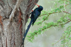 Phoeniculus purpureus