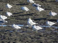 Larus brachyrhynchus