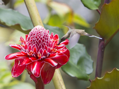 Phaethornis anthophilus