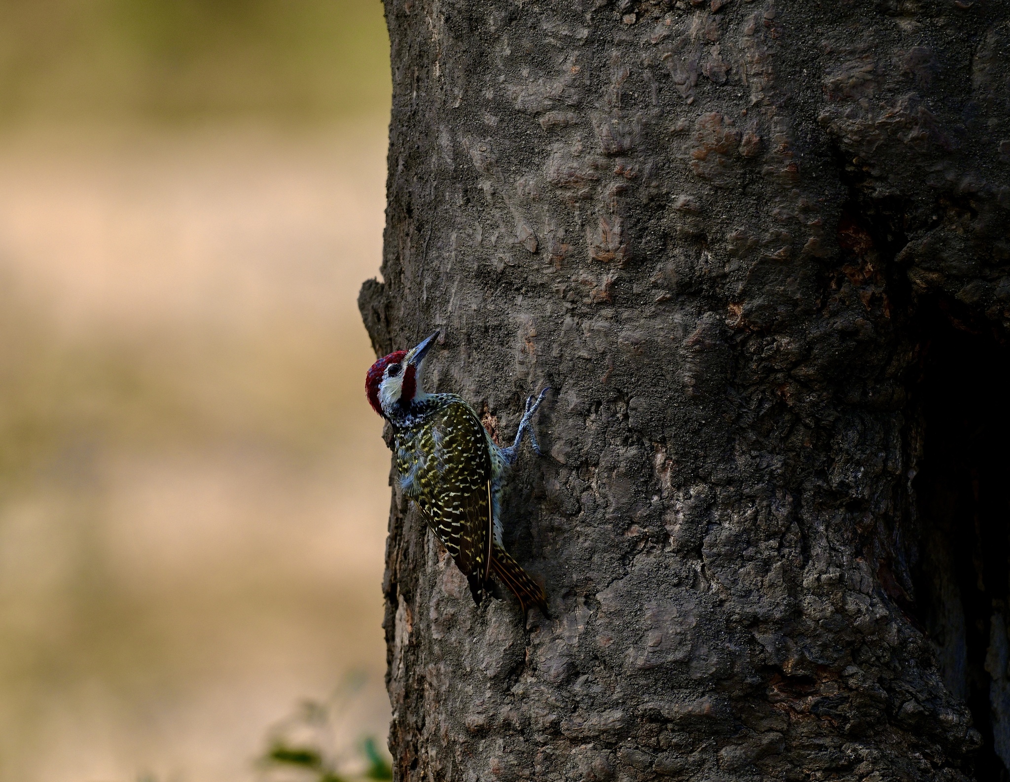 Bennett's Woodpecker (Campethera bennettii), photo 9
