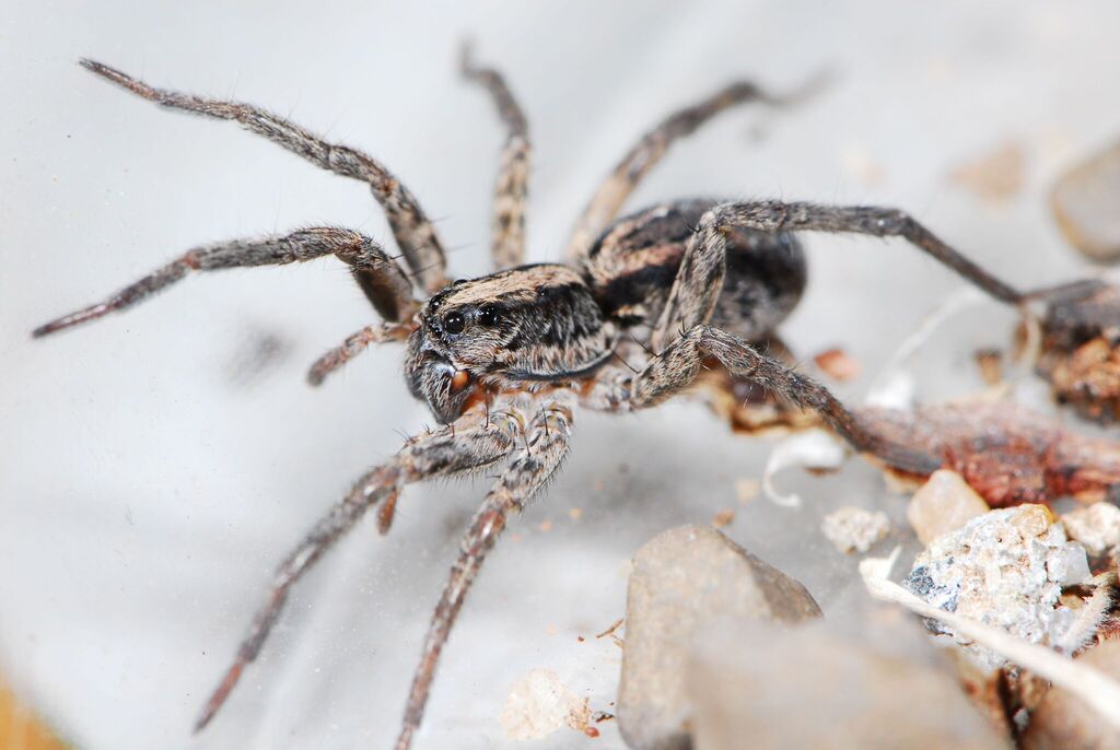 Lycosa inviolata