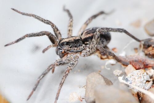 Lycosa inviolata