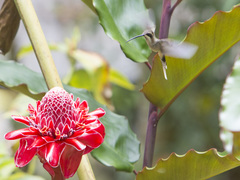 Phaethornis anthophilus