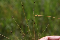 Eleocharis atropurpurea