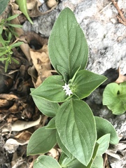 Richardia brasiliensis