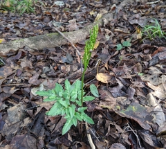 Sceptridium biternatum image