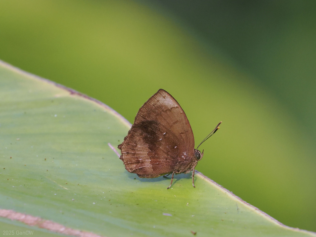 Steely Acacia Blue