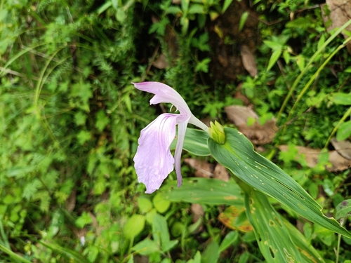Kakoli ginger (Roscoea purpurea)