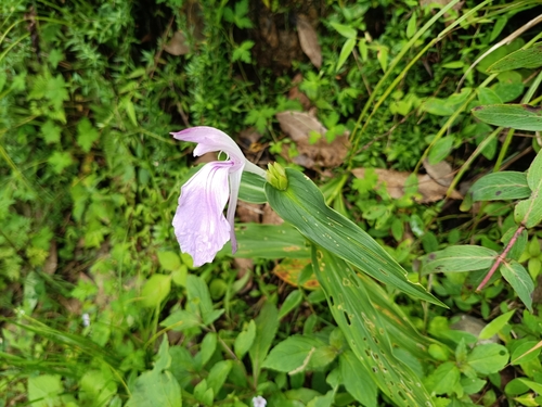 Roscoea purpurea, photograph 5