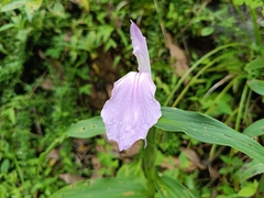 Roscoea purpurea, photograph (c) Siva Naturewild, some rights reserved (CC BY)