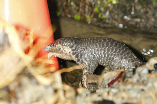 ミミセンザンコウ