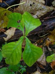 Triosteum aurantiacum