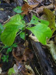 Triosteum aurantiacum