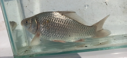 Prussian Carp