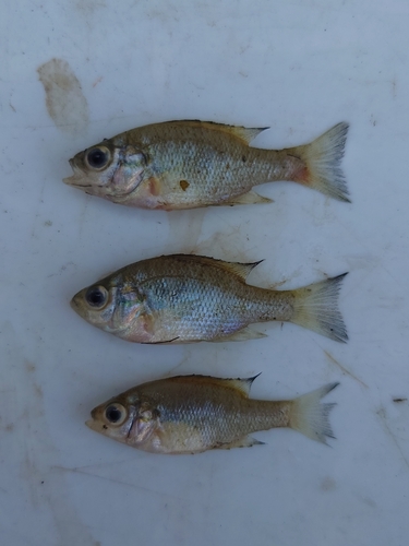 Pumpkinseed