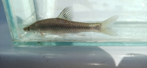 Topmouth Gudgeon