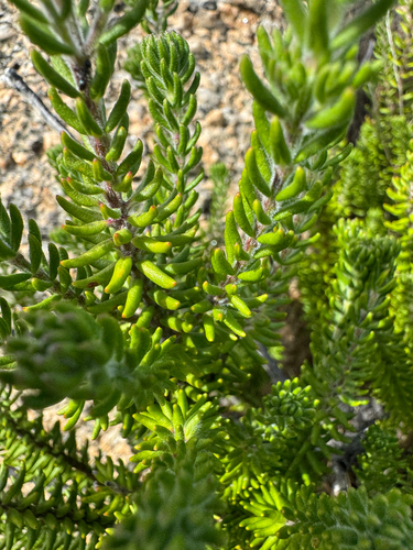 alpine westringia (Westringia senifolia)