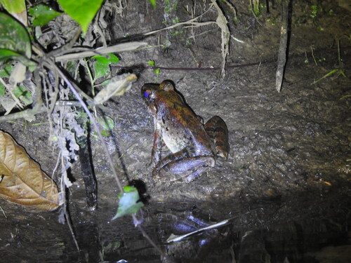 Limnonectes leporinus