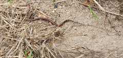Lampropeltis abnorma