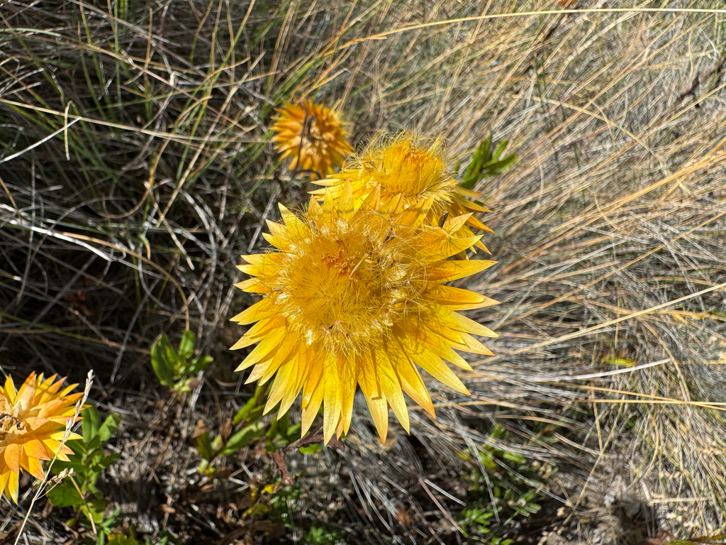 Xerochrysum subundulatum; photograph (c) Caleb Catto, some rights reserved (CC BY)