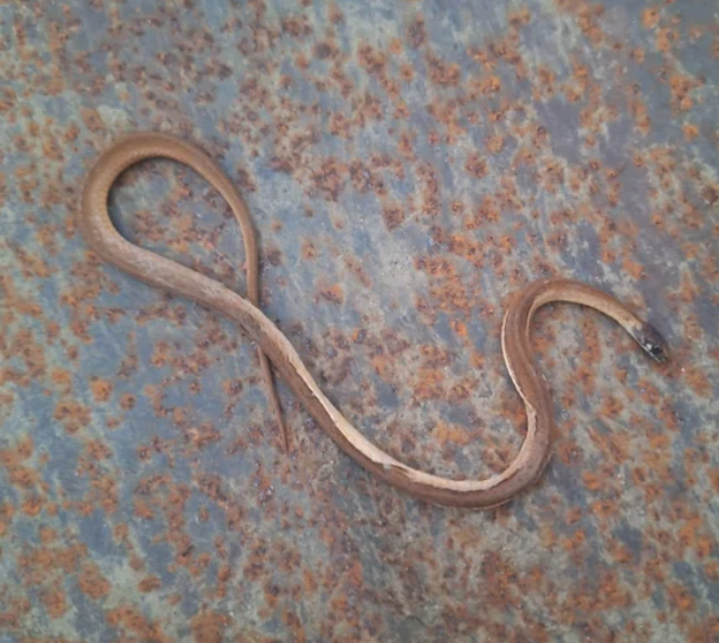 Peters' Running Snake