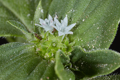 Richardia brasiliensis