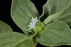 Richardia brasiliensis