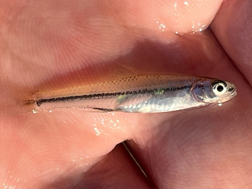Alburnops texanus