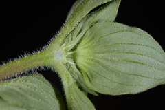 Richardia brasiliensis