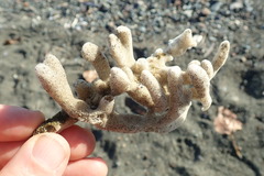 Homaxinella amphispicula