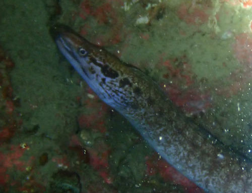 Gymnothorax margaritophorus observed 2025-08-09