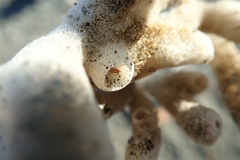Homaxinella amphispicula