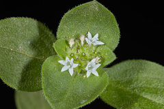 Richardia brasiliensis