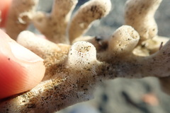 Homaxinella amphispicula