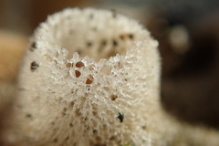 Homaxinella amphispicula