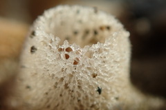 Homaxinella amphispicula