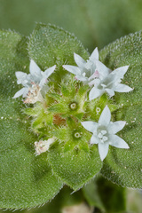 Richardia brasiliensis