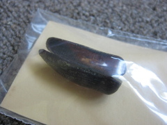 Zelithophaga truncata