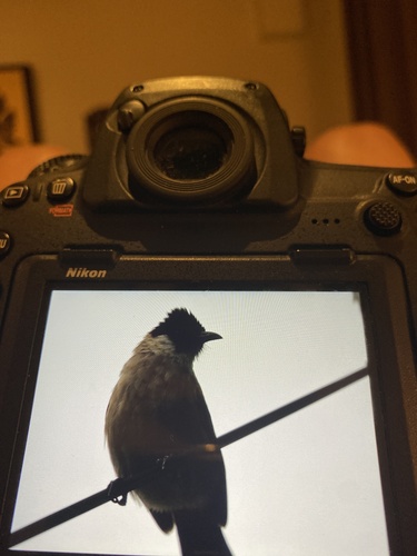 Sooty-headed Bulbul