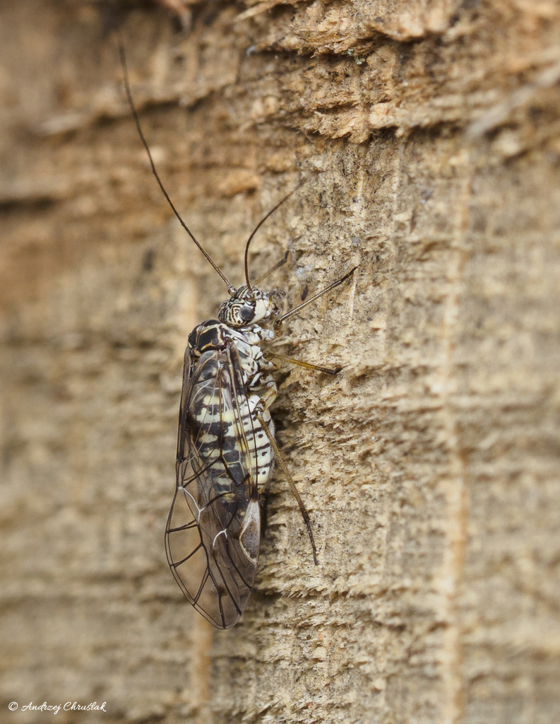 Psococerastis gibbosa