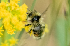 Bombus bifarius