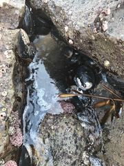 Haliotis cracherodii