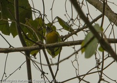 Coereba flaveola bananivora