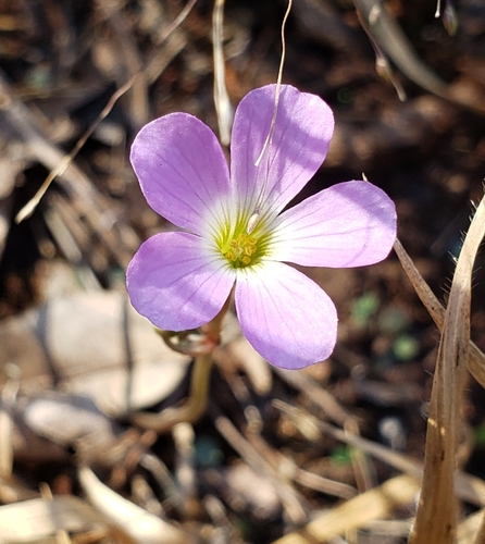 Violet wood-sorrel (Oxalis violacea)
